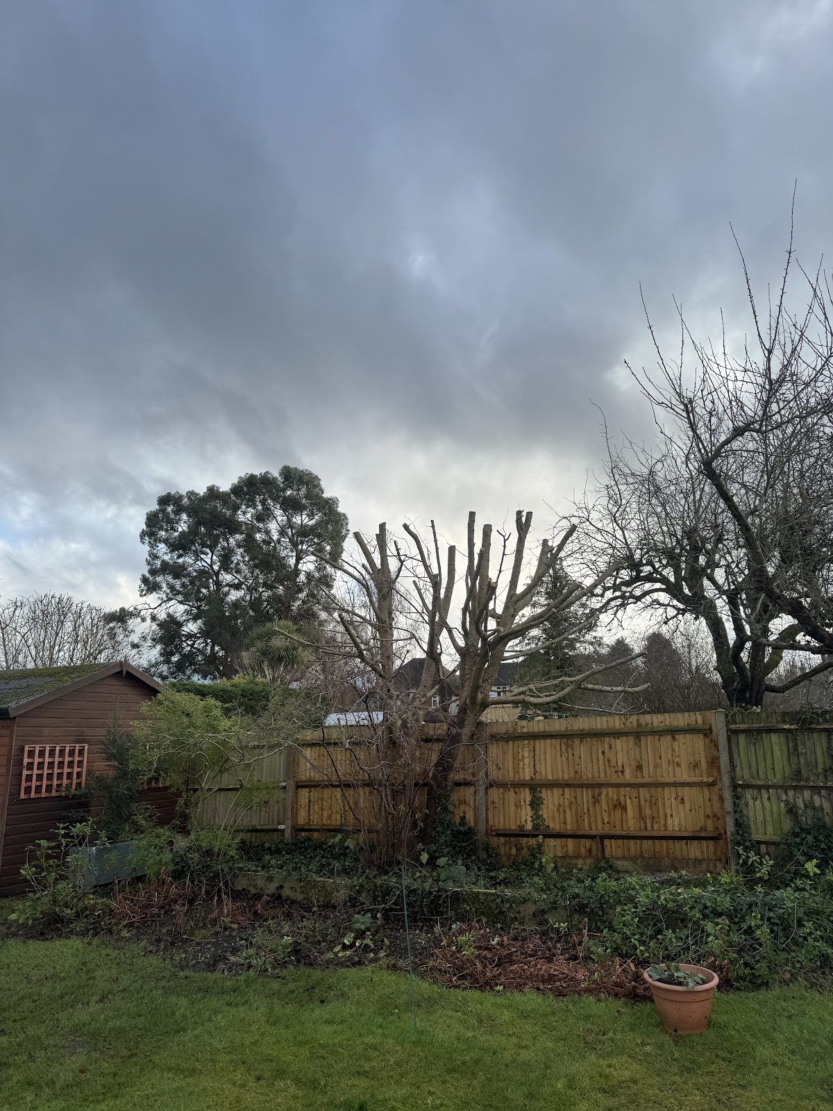 Tree crown reduced with clean cuts beside a new fence