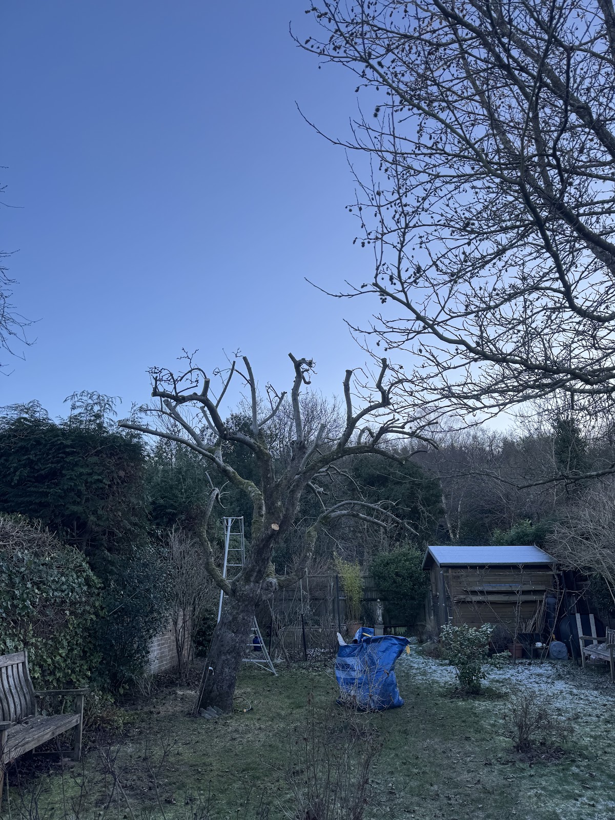 Winter pruning and deadwood removal
