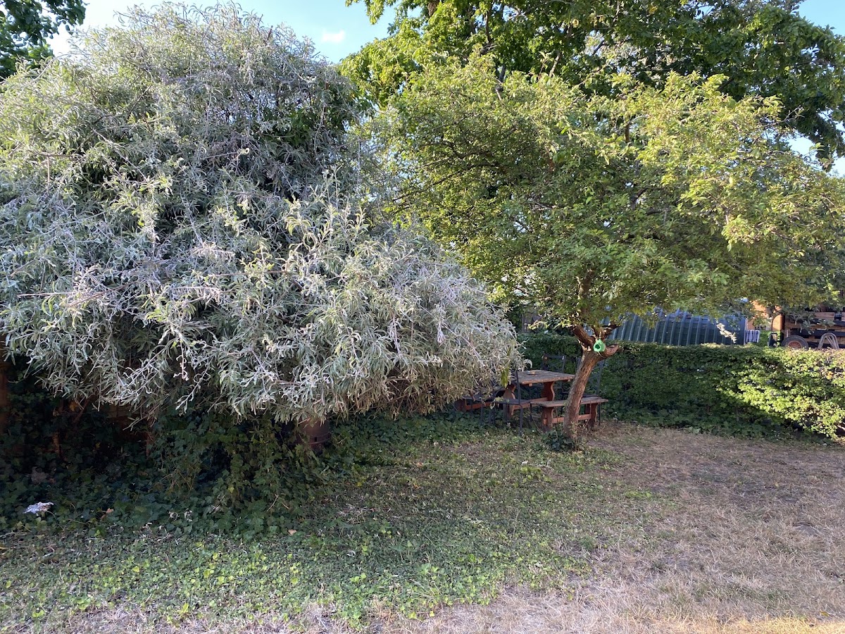 A maintained garden with mature trees cared for by Kaelem's Tree Services