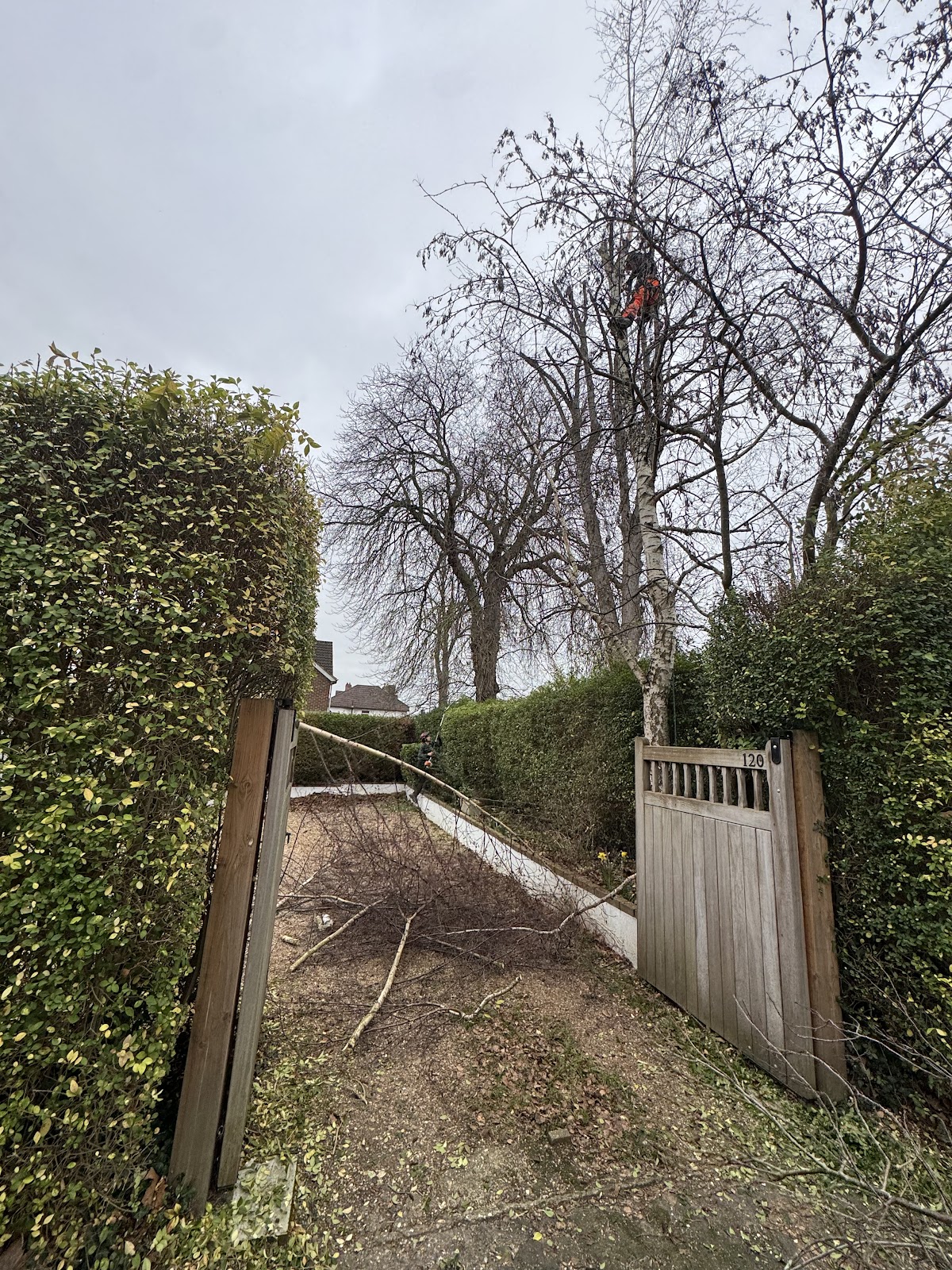 Kaelem's Tree Services climber working high up a tree in Woking